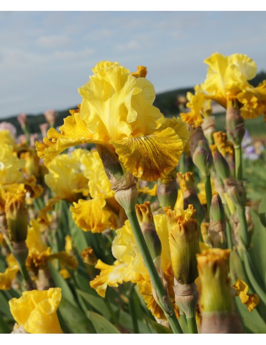 Iris barbue BRIGHT SUNSHINY DAY - Achat en ligne