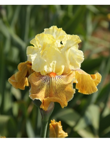 Iris de jardin HONEY FRUIT COCKTAIL - vente en ligne