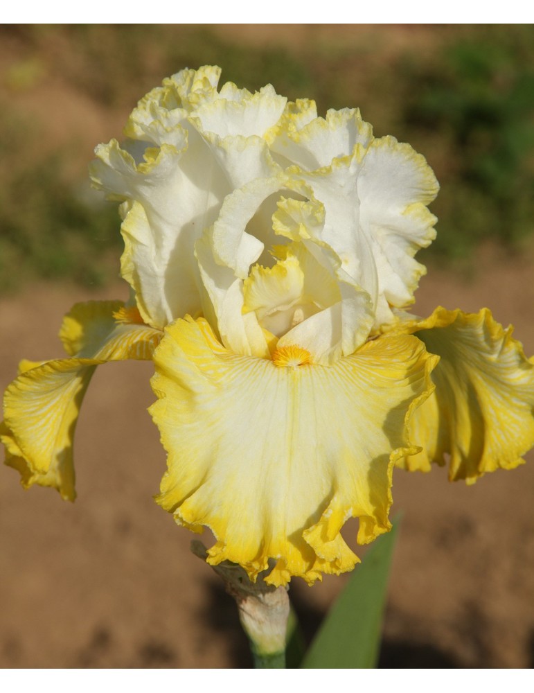 Iris BETTER THAN BUTTER - Iris du Val de Drôme