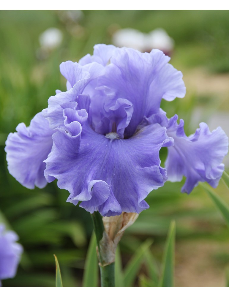 Grand iris bleu MERCHANT MARINE - pépinière à Grâne