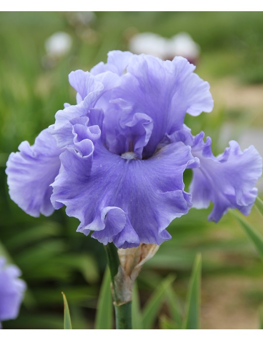 Grand iris bleu MERCHANT MARINE - pépinière à Grâne
