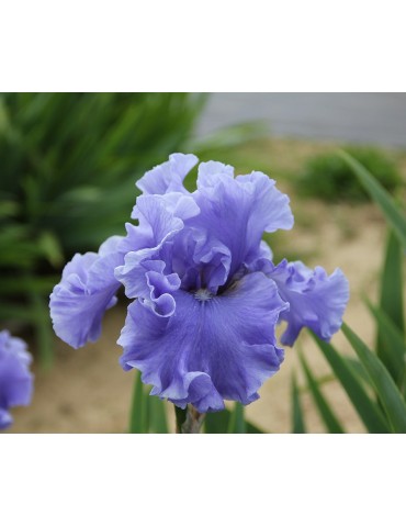 Grand iris bleu MERCHANT MARINE - pépinière à Grâne