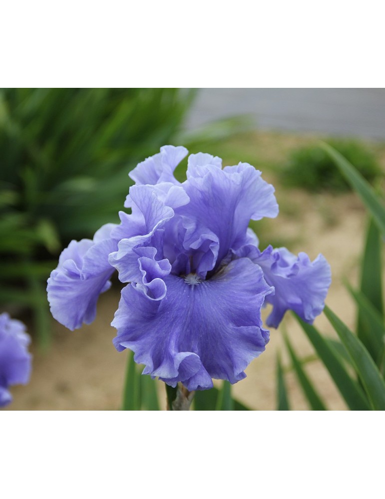 Grand iris bleu MERCHANT MARINE - pépinière à Grâne