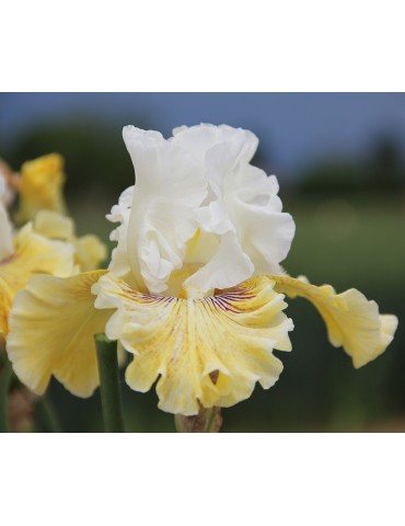 Iris barbue FANCY A FLUTTER - Iriseraie à Grâne