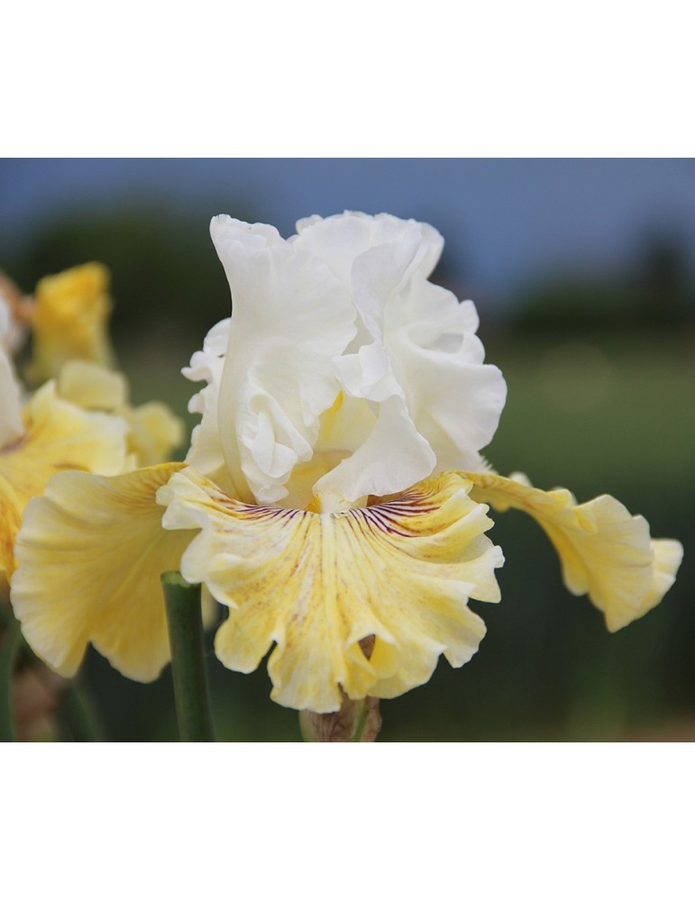 Iris barbue FANCY A FLUTTER - Iriseraie à Grâne Iris barbue FANCY A FLUTTER - Iriseraie à Grâne