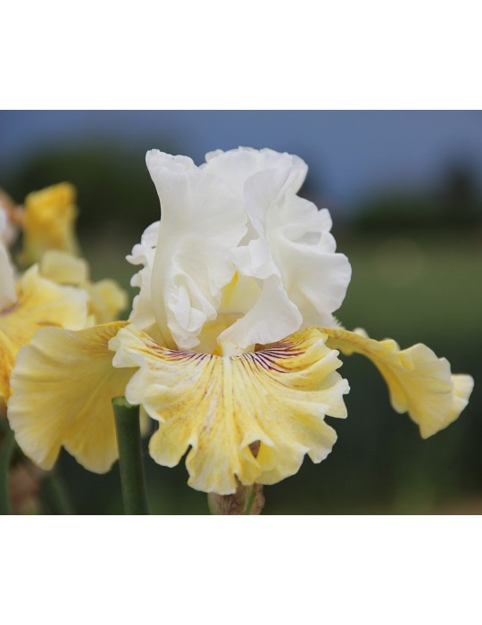 Iris barbue FANCY A FLUTTER - Iriseraie à Grâne Iris barbue FANCY A FLUTTER - Iriseraie à Grâne