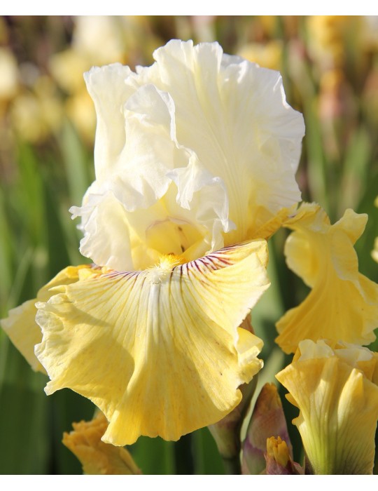 Iris barbue FANCY A FLUTTER - Iriseraie à Grâne