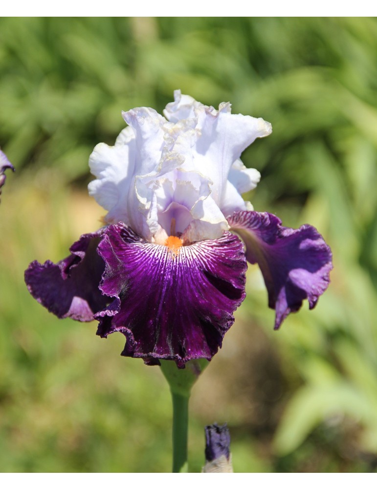 Plant d'iris blanc et violet GENTLEMAN JIM- Grâne dans la Drôme Plant d'iris blanc et violet GENTLEMAN JIM- Grâne dans la Drôme