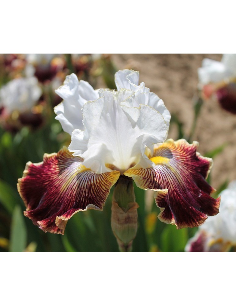 Fleur d'iris SCATTERBRAIN - Iris du Val de Drôme Fleur d'iris SCATTERBRAIN - Iris du Val de Drôme