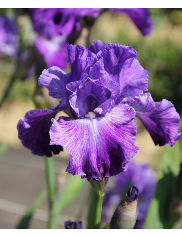 PSYCHIC: Iris de jardin cultivé en france - Iris du Val de Drôme