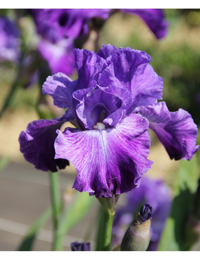 PSYCHIC: Iris de jardin cultivé en france - Iris du Val de Drôme PSYCHIC: Iris de jardin cultivé en france - Iris du Val de Drôme
