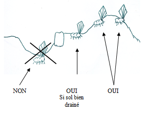 Plantation de rhizome d'iris barbu