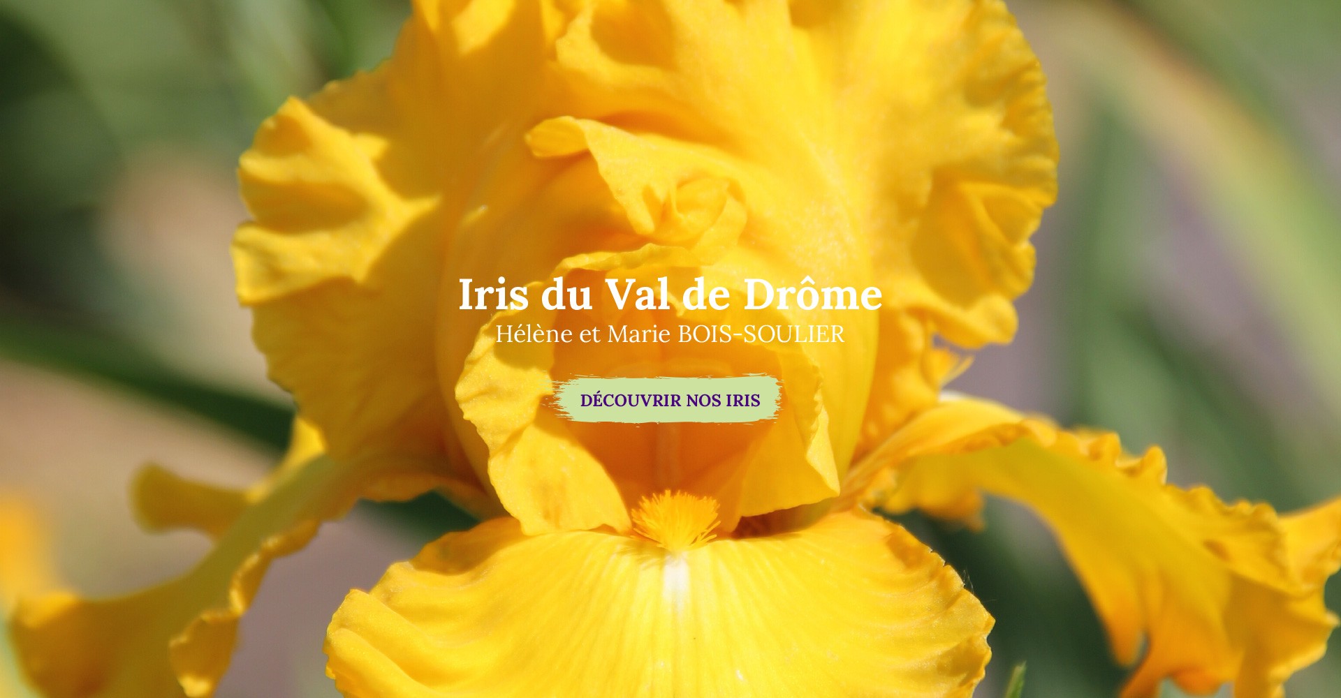 Iris du Val de Drôme