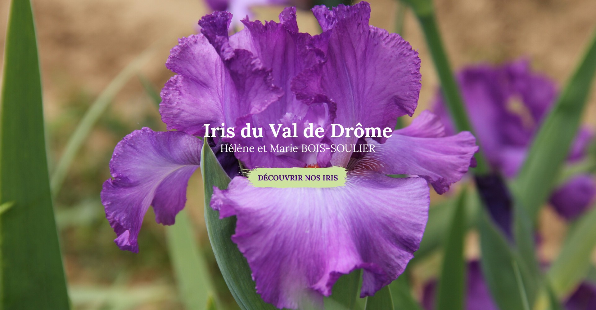 Iris du Val de Drôme